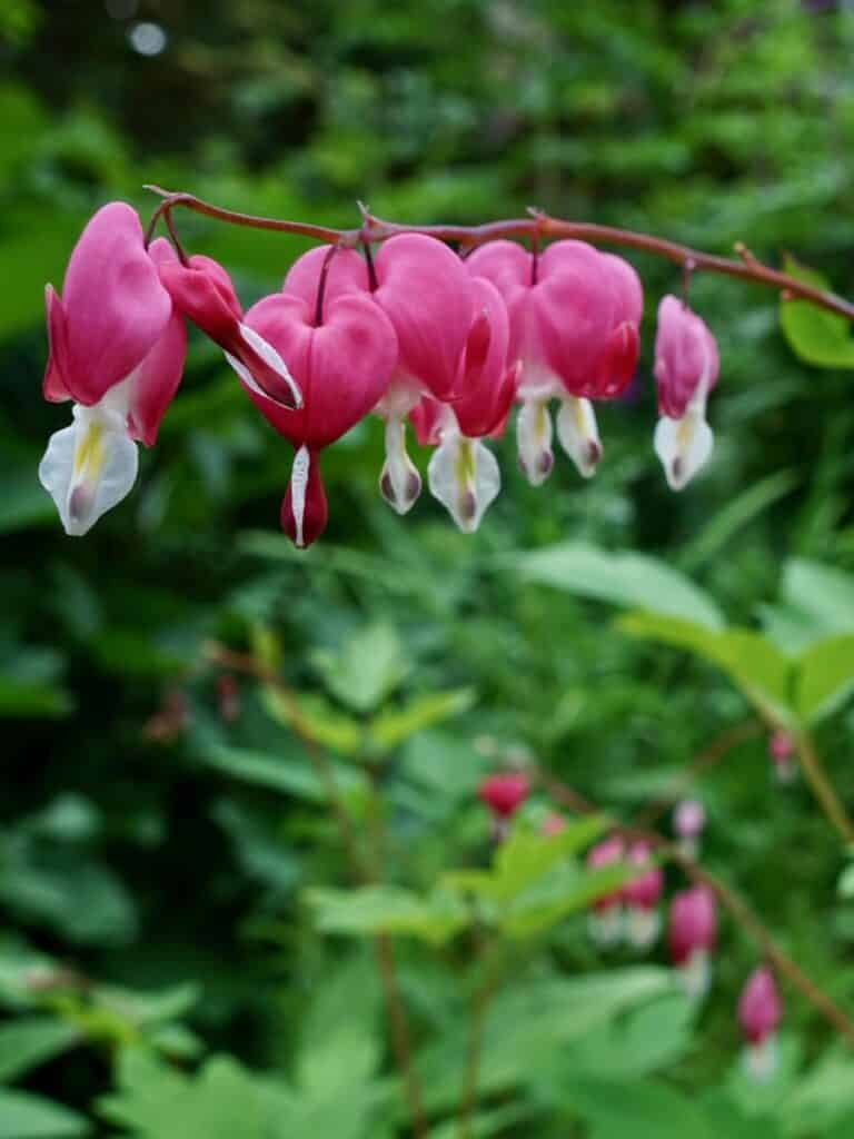 Blooming Bleeding Heart Flower in Girdwood, Alaska.