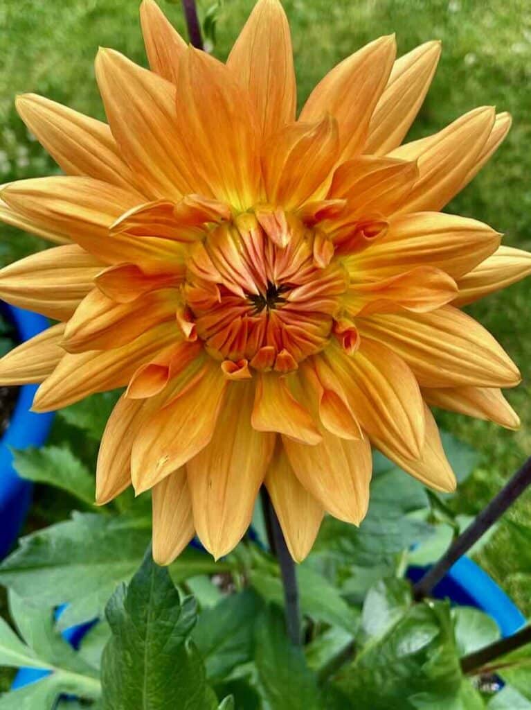 Orange dahlia bloom in container garden