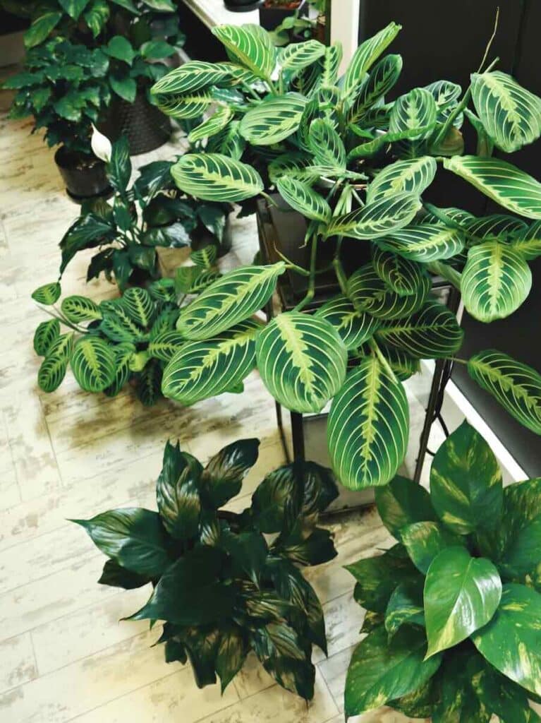 Indoor plants made for your space